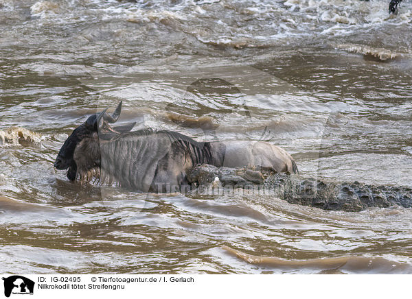 Nilkrokodil ttet Streifengnu / Nile Crocodile kills Blue Wildebeest / IG-02495