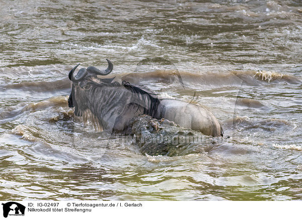 Nilkrokodil ttet Streifengnu / Nile Crocodile kills Blue Wildebeest / IG-02497