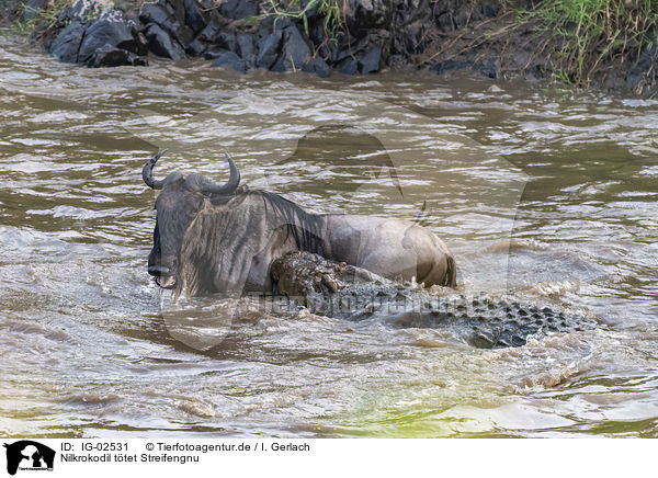 Nilkrokodil ttet Streifengnu / Nile Crocodile kills Blue Wildebeest / IG-02531