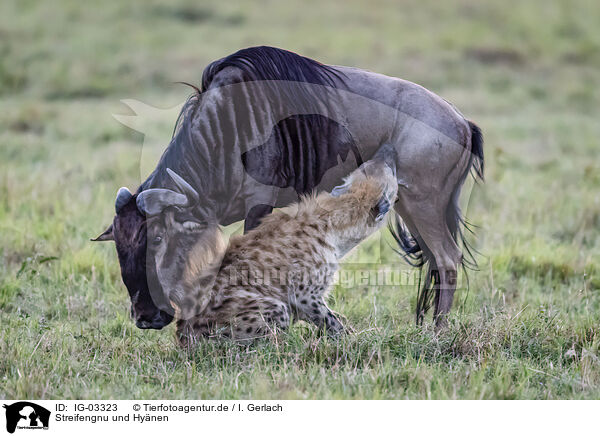 Streifengnu und Hynen / blue wildebeest and hyenas / IG-03323