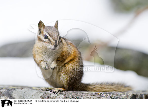 Streifenhrnchen / Chipmunk / MBS-08222