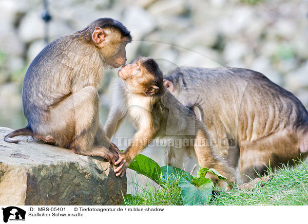 Sdlicher Schweinsaffe / Southern Pig-tailed Macaque / MBS-05401