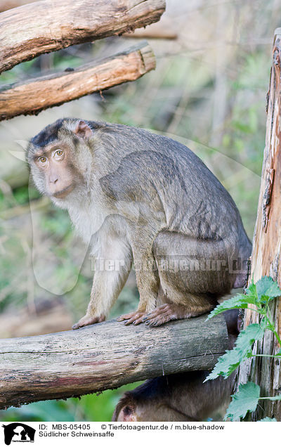Sdlicher Schweinsaffe / Southern Pig-tailed Macaque / MBS-05405