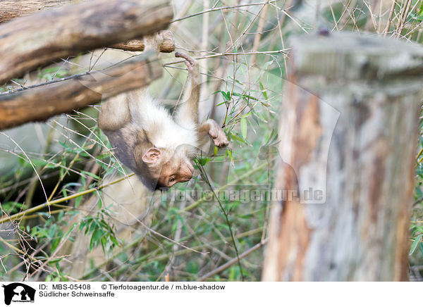 Sdlicher Schweinsaffe / Southern Pig-tailed Macaque / MBS-05408