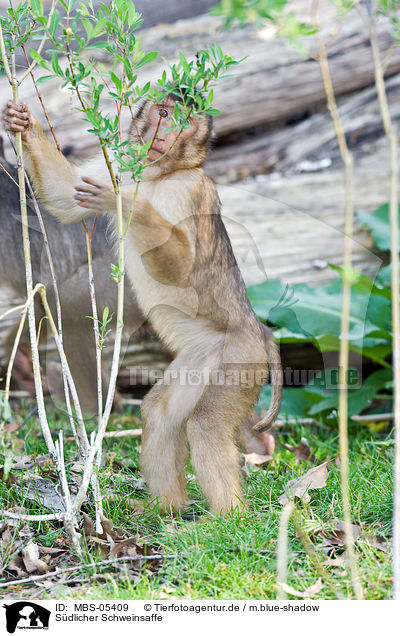 Sdlicher Schweinsaffe / Southern Pig-tailed Macaque / MBS-05409