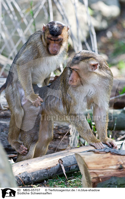 Sdliche Schweinsaffen / Southern Pig-tailed Macaques / MBS-05707