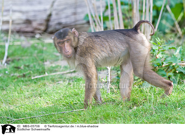 Sdlicher Schweinsaffe / Southern Pig-tailed Macaque / MBS-05708