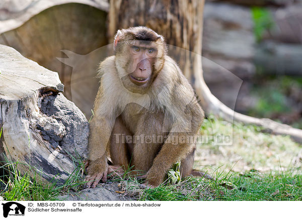 Sdlicher Schweinsaffe / Southern Pig-tailed Macaque / MBS-05709