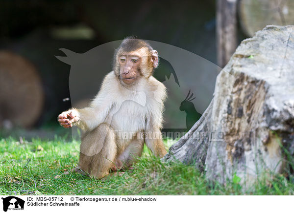 Sdlicher Schweinsaffe / Southern Pig-tailed Macaque / MBS-05712