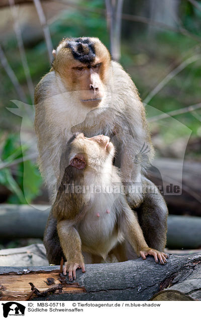 Sdliche Schweinsaffen / Southern Pig-tailed Macaques / MBS-05718
