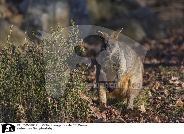 stehendes Sumpfwallaby / PW-08617
