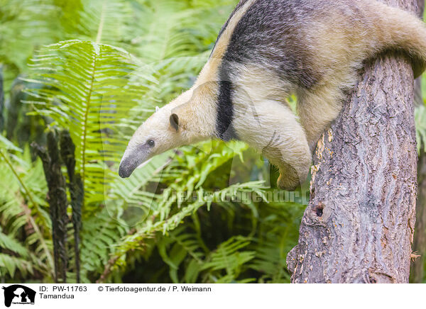 Tamandua / collared anteater / PW-11763