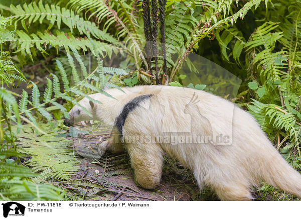 Tamandua / collared anteater / PW-11818