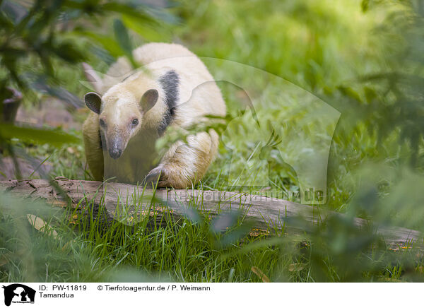 Tamandua / collared anteater / PW-11819