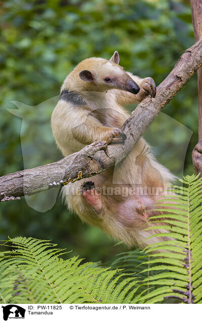 Tamandua / collared anteater / PW-11825