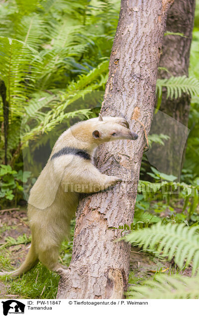 Tamandua / collared anteater / PW-11847