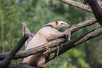 Tamandua