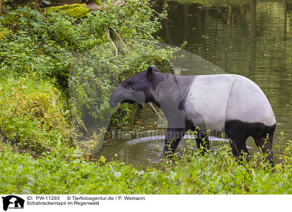 Schabrackentapir im Regenwald / Malayan tapir in rainforest / PW-11293