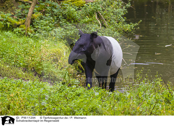 Schabrackentapir im Regenwald / Malayan tapir in rainforest / PW-11294