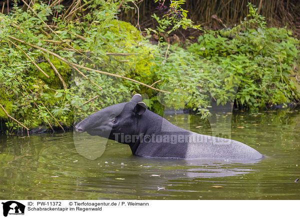 Schabrackentapir im Regenwald / Malayan tapir in rainforest / PW-11372