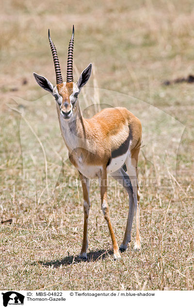 Thomson-Gazelle / Thomson antelope / MBS-04822