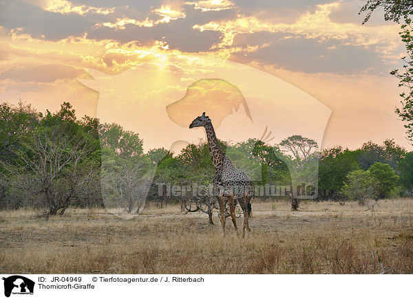 Thornicroft-Giraffe / Rhodesian giraffe / JR-04949