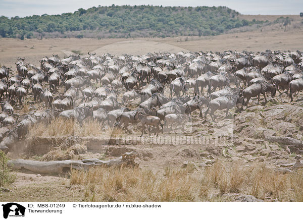 Tierwanderung / animal migration / MBS-01249