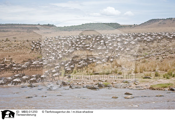 Tierwanderung / animal migration / MBS-01250