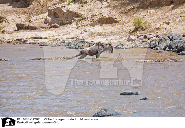 Krokodil mit gefangenem Gnu / crocodile with catched wildebeest / MBS-01262