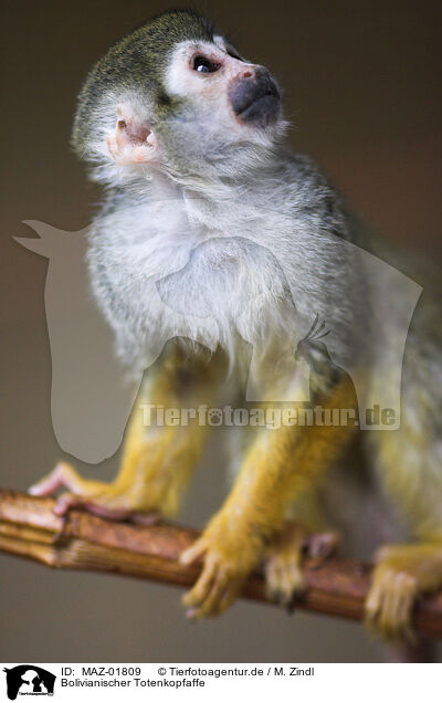 Bolivianischer Totenkopfaffe / Black-capped Squirrel Monkey / MAZ-01809