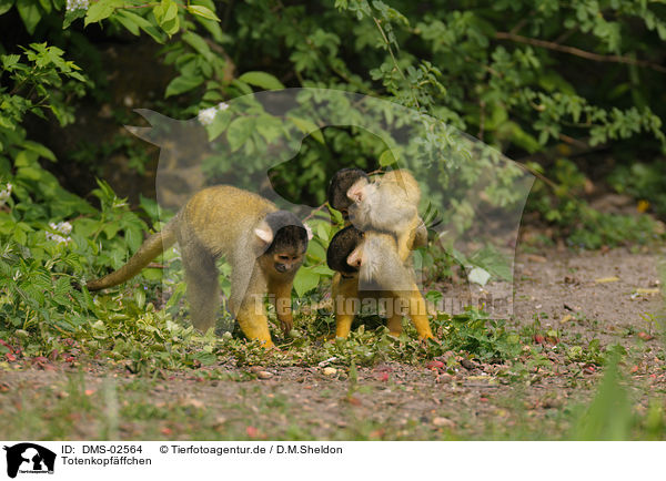 Totenkopfffchen / squirrel monkeys / DMS-02564