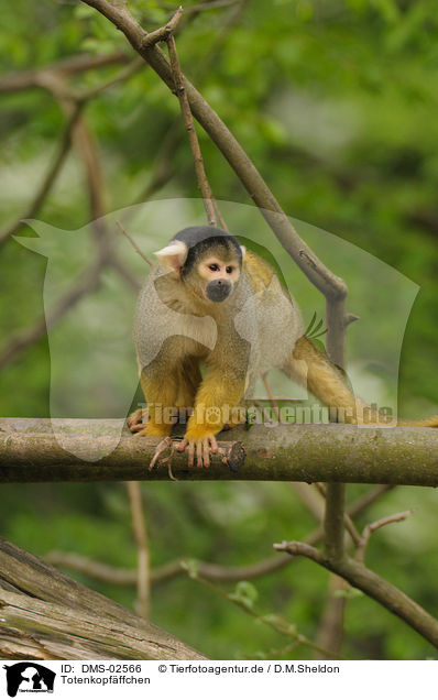 Totenkopfffchen / squirrel monkey / DMS-02566