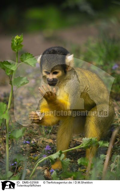 Totenkopfffchen / squirrel monkey / DMS-02568