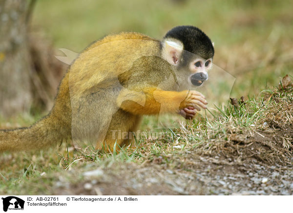 Totenkopfffchen / squirrel monkey / AB-02761