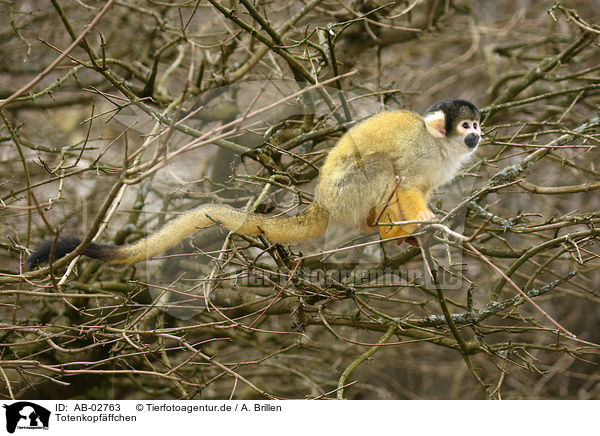 Totenkopfffchen / squirrel monkey / AB-02763