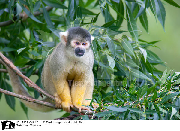 Totenkopfffchen / squirrel monkey / MAZ-04810