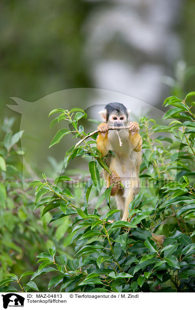 Totenkopfffchen / squirrel monkey / MAZ-04813