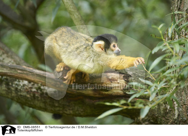 Totenkopfffchen / squirrel monkey / DMS-08551