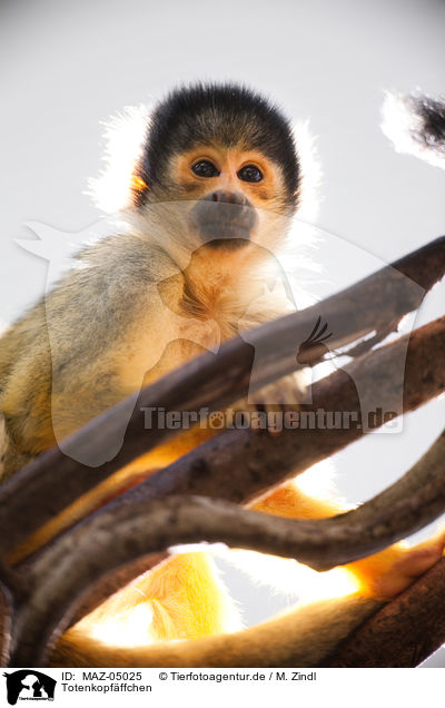 Totenkopfffchen / squirrel monkey / MAZ-05025