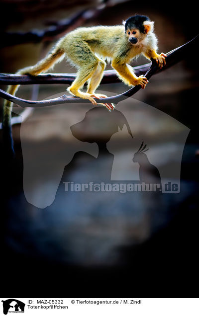 Totenkopfffchen / squirrel monkey / MAZ-05332