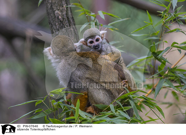 sitzende Totenkopfffchen / sitting squirrel monkeys / PW-07646