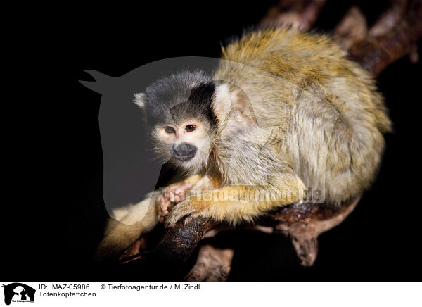 Totenkopfffchen / squirrel monkey / MAZ-05986