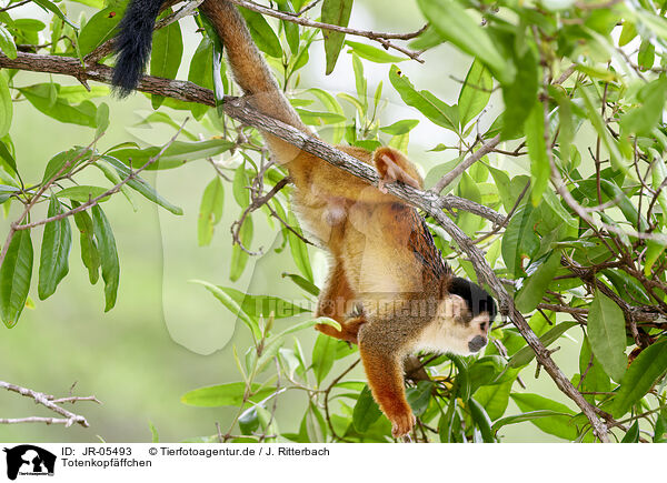Totenkopfffchen / squirrel monkey / JR-05493