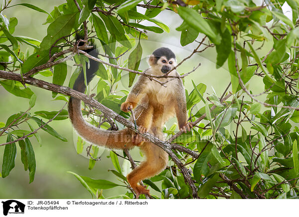 Totenkopfffchen / squirrel monkey / JR-05494