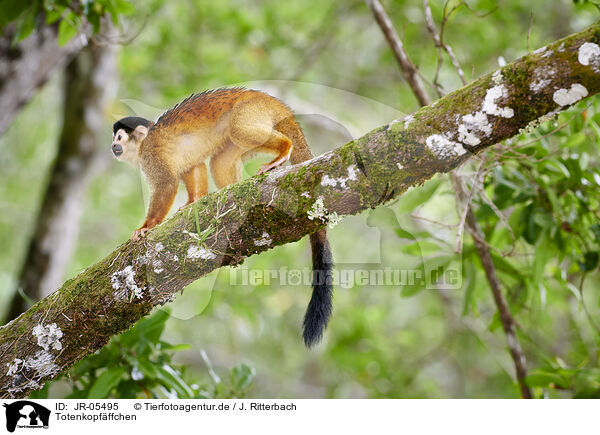 Totenkopfffchen / squirrel monkey / JR-05495