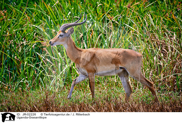 Uganda-Grasantilope / Ugandan kob / JR-02226