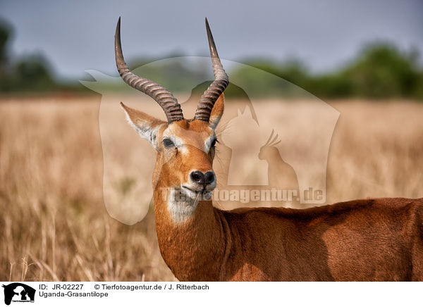 Uganda-Grasantilope / Ugandan kob / JR-02227