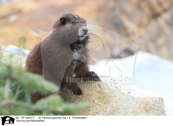 Vancouver-Murmeltier / Vancouver Island marmot / FF-06817