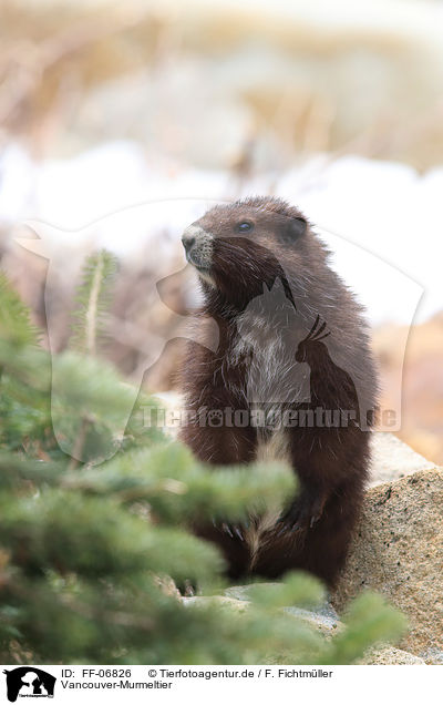 Vancouver-Murmeltier / Vancouver Island marmot / FF-06826