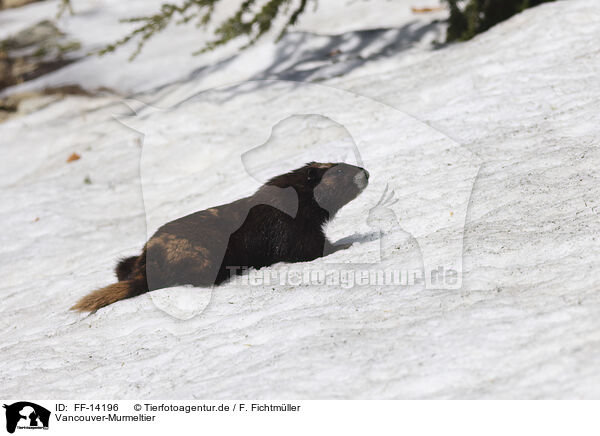 Vancouver-Murmeltier / Vancouver Island marmot / FF-14196